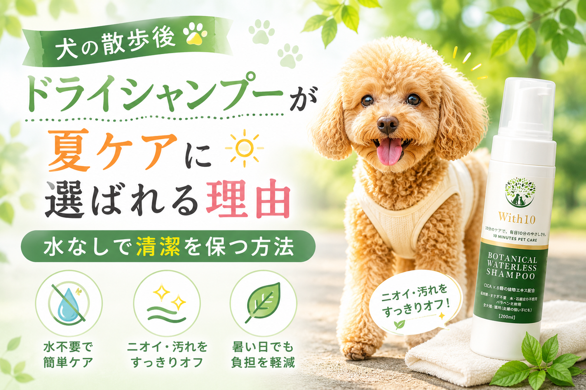 犬の散歩後ドライシャンプーが夏ケアに選ばれる理由。水なしで清潔を保つ方法