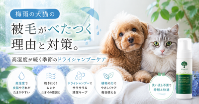 梅雨の犬猫の被毛がべたつく理由と対策。高湿度が続く季節のドライシャンプーケア