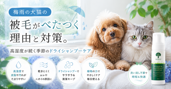 梅雨の犬猫の被毛がべたつく理由と対策。高湿度が続く季節のドライシャンプーケア