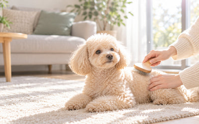 冬の愛犬・愛猫の乾燥ケア。フケと静電気の季節に