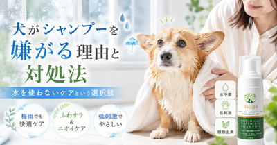 犬がシャンプーを嫌がる理由と対処法。水を使わないケアという選択肢