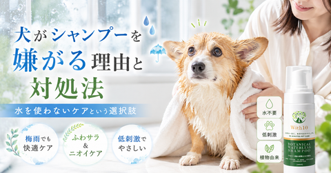 犬がシャンプーを嫌がる理由と対処法。水を使わないケアという選択肢