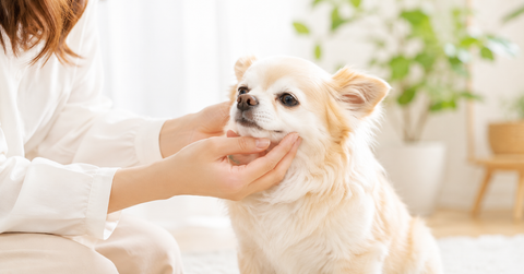 犬が顔まわりのケアを嫌がる理由と対処法。無理なく慣らす方法と水なしケア