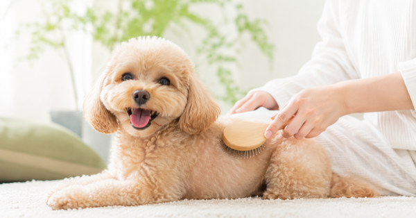 夏の犬のニオイ・体臭対策。シャンプーの合間にできる水なしケア