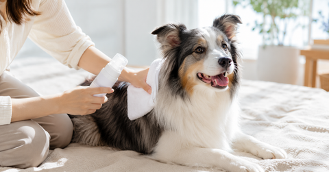 暑い日の愛犬・愛猫の熱・ムレ対策ケア｜水を使わない10分の被毛リセット | with10