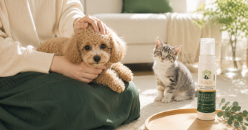 子犬・子猫のはじめてのケア｜いつから、どうやって始めるか