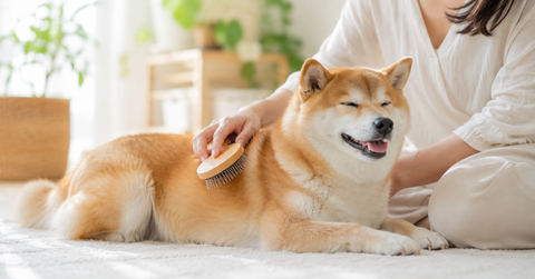 犬 換毛期 夏 抜け毛 対策 ブラッシング ドライシャンプー