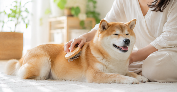 犬 換毛期 夏 抜け毛 対策 ブラッシング ドライシャンプー